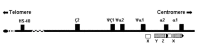 Figure 2. . Diagram of the α-globin gene cluster.