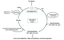 Figure 1. . The biotin cycle Free biotin enters the cycle from dietary sources or from the cleavage of biocytin or biotinyl-peptides by the action of biotinidase.