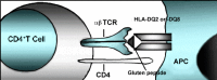 Figure 6. . Gluten-reactive CD4+ T-helper cells (with cell-surface CD4 markers) become activated upon recognition by a TCR of gluten peptides presented by HLA-DQ2 or HLA-DQ8 protein molecules on the surface of APCs in the lamina propria.