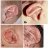 Figure 1. . Ears 1a.