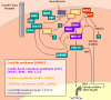 Figure 3. . Molecular basis of the neuro-cardiofaciocutaneous syndromes.
