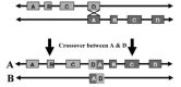 Figure 1. . 22q11.