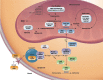 Figure 1. . Major pathway of the conversion of propionyl-CoA into succinyl-CoA.