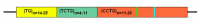 Figure 1. . Complex repeat at the DM2 locus.