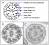Figure 1. . Cross section of the cilia A.