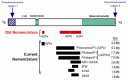 Figure 1. . Schematic of the Y chromosome indicating the approximate position of the previously defined regions AZFa, AZFb, and AZFc and the position of recurrent deletions currently defined on the basis of the flanking palindromic repeats (see Table 2) (see the NCBI Web site for additional Y-linked genes).